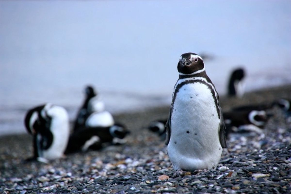 colonia de pinguinos